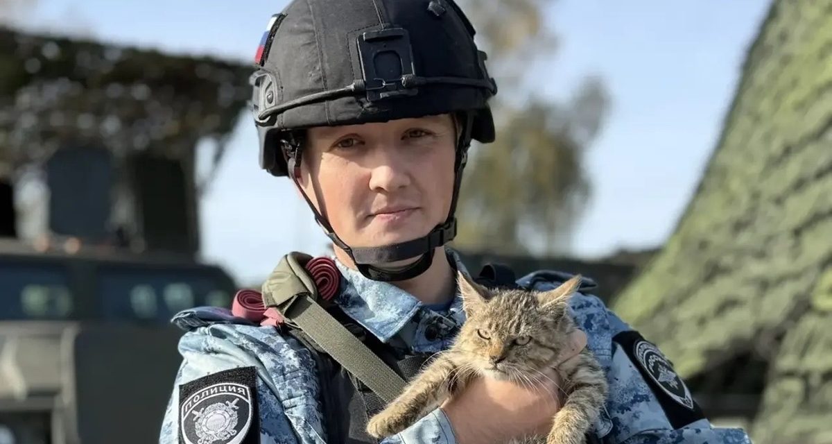 Котёнок Тигр прибился к посту полиции в Курском районе и отгоняет грызунов